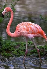 Создать мем: красный фламинго, фламинго обыкновенный розовый, красная книга россии розовый фламинго
