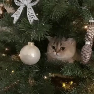 Create meme: Christmas tree, Christmas cat, cat and Christmas tree