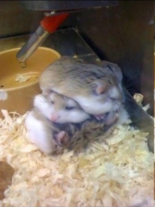 Create meme: funny hamsters, hamster, Djungarian hamster