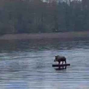 Create meme: a lonely boar sailing into the unknown, the boar is floating on the river, A lonely boar sailing towards the unknown