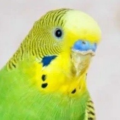 Создать мем: волнистый попугай в ультрафиолете, волнистый попугай манговый, волнистый попугайчик зеленый