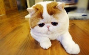 Создать мем: короткошерстные, persian cat, экзотическая короткошерстная кошка