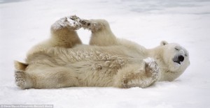 Create meme: snow, polar bear resting, the Wallpaper toggle polar bear