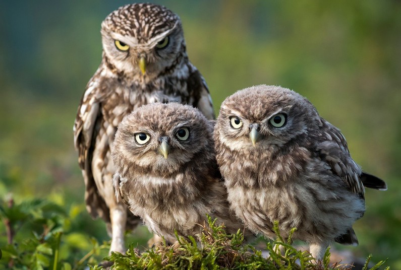 Create meme: cute owls, owlet , owl owl