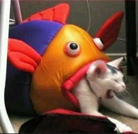 Create meme: cats and fish meme, fish eats cat meme, cats are funny