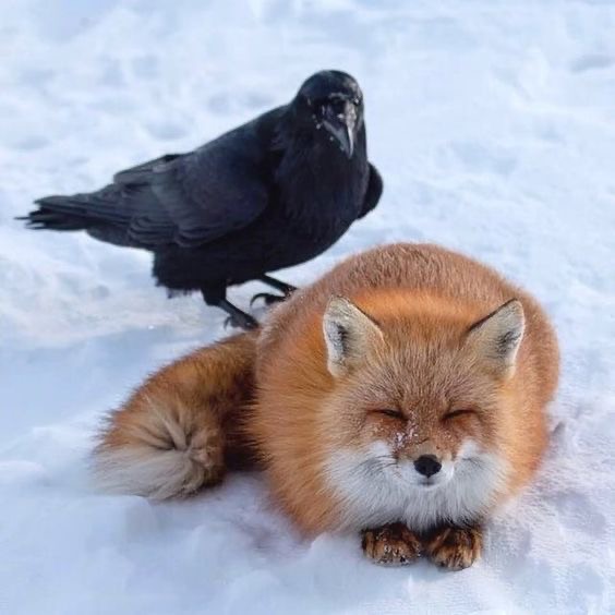 Create meme: Fox , The raven and the fox, animals funny