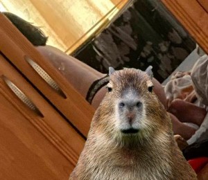 Create meme: Vdovenko capybara, capybaras