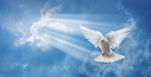 Create meme: dove, the Holy spirit