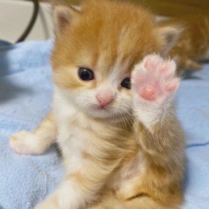 Create meme: adorable kittens, sad kitty, ginger kitten