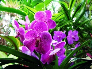 Create meme: Orchid Vanda, orchids, purple Orchid