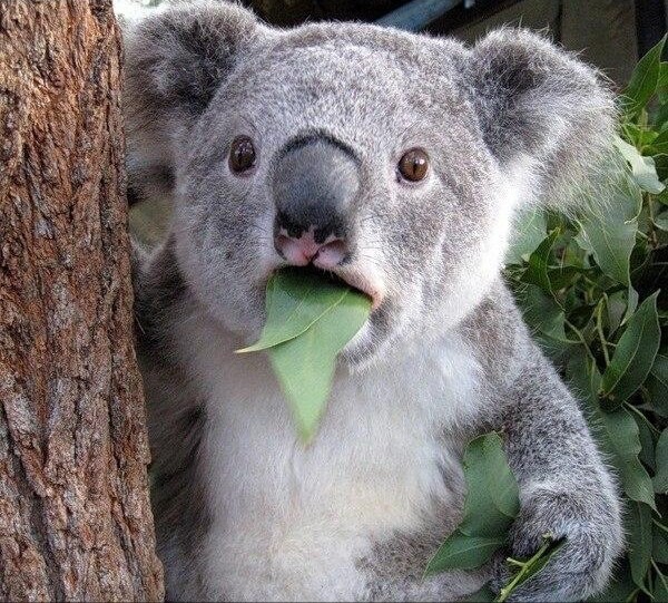 Create meme: the koala, little koalas, surprised Koala 