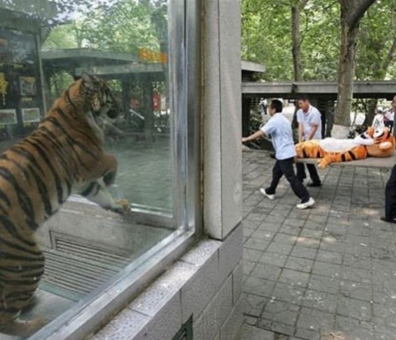 Create meme: Tiger Ho, Yekaterinburg zoo tiger Dzhagar, tiger in the zoo