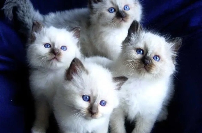 Create meme: ragdoll cat breed, breed ragdoll, ragdoll kittens