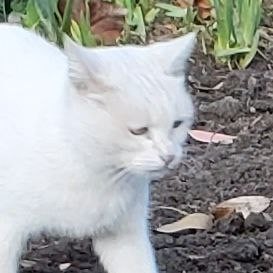 Создать мем: найдена белая кошка, кошки, кошечка белая