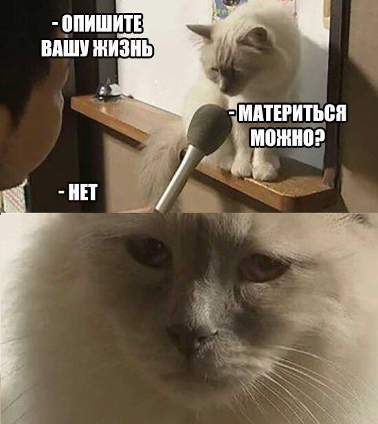 Создать мем: кот грустит мем, кот мем, мем грустный котик