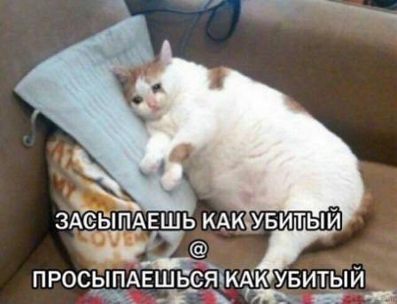 Create meme: fat cat , fat cat , fat cat meme