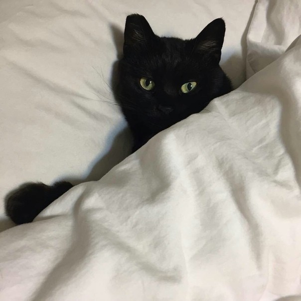 Создать мем: чёрная кошка, красивый черный кот, милый черный кот