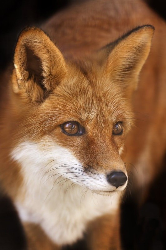 Create meme: Fox , Fox face , the fox's muzzle