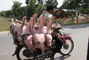 Create meme: fun rustic motorcyclists, transport of pigs on motorcycle, pictures about bikers funny