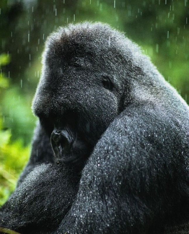 Create meme: silverback gorilla, gorilla animal, sad gorilla