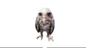 Create meme: funny birds, animal, owl