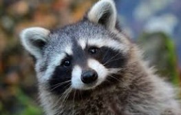 Create meme: animals raccoon, raccoon cute, sly raccoon
