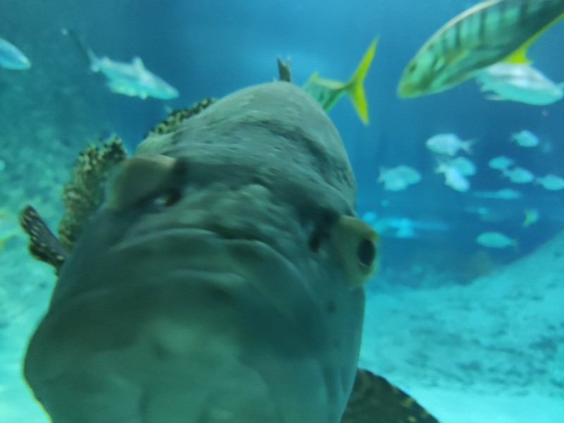 Create meme: fish , in the aquarium, oceanarium yekaterinburg