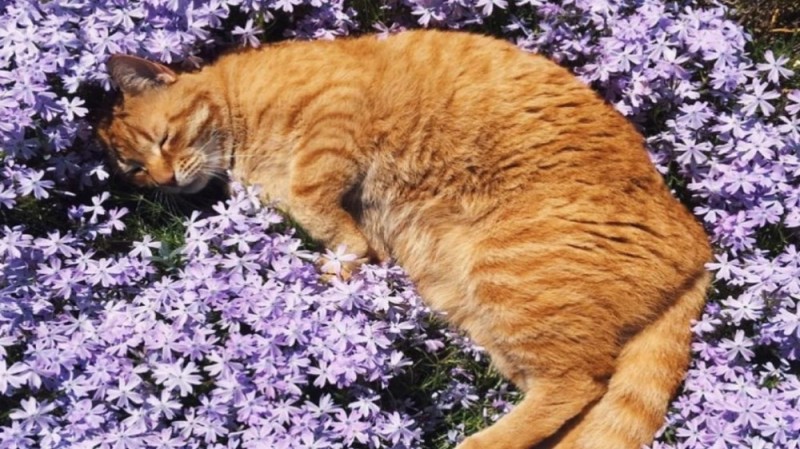 Создать мем: кошки в цветах, животные милые, красивые цветы и кошки