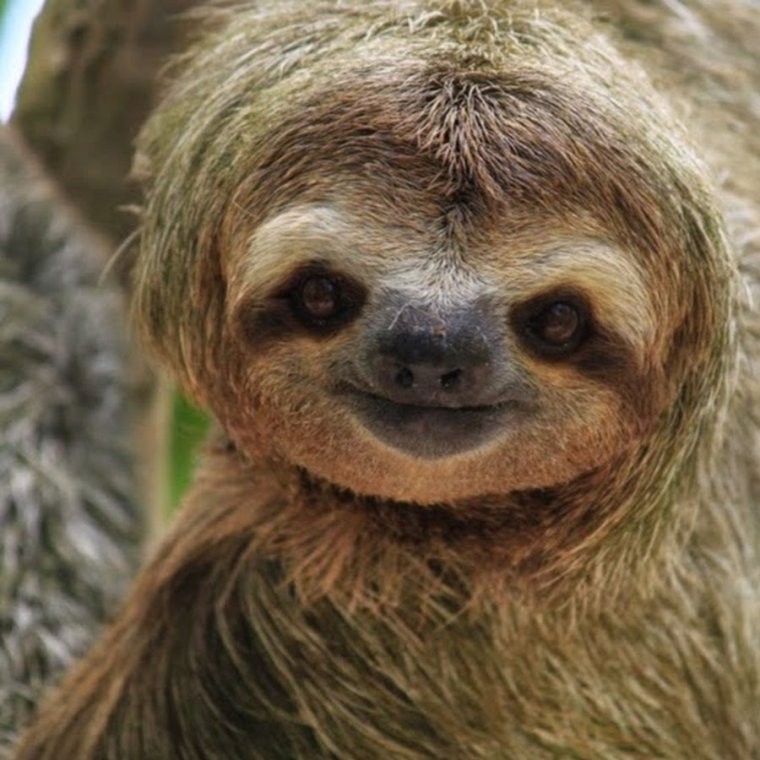 Create meme: meme sloth , sloth , animal sloth