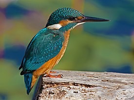 Create meme: common kingfisher, kingfisher, kingfisher bird