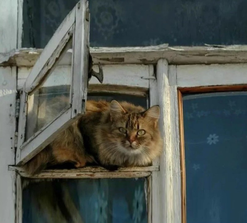 Create meme: the cat on the window, the cat on the window, the cat on the window