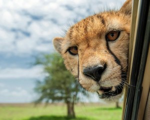 Ягуар Фото Животного В Хорошем Качестве