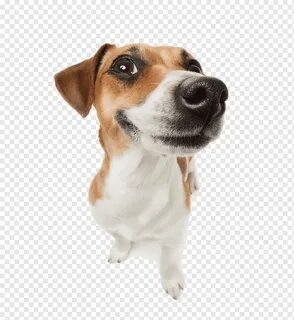 Create meme: dog breed Jack Russell, Russell Terrier, jack russell puppy