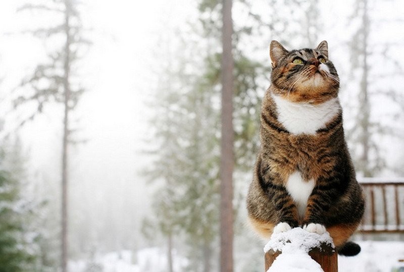 Создать мем: кот зимой, кот в снегу, кот зима утро
