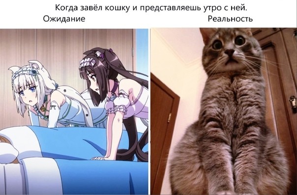Создать мем: мемы про аниме и реальность, аниме кошачий рай, аниме юмор