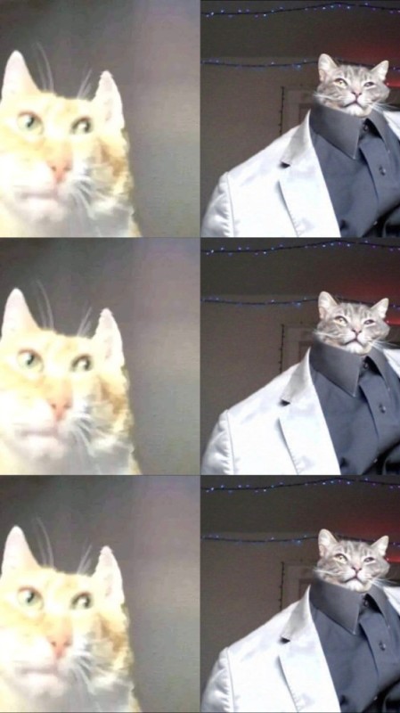 Create meme: business meme, business cat, cat 