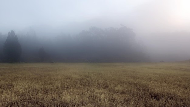Create meme: blurred image, fog , landscape fog