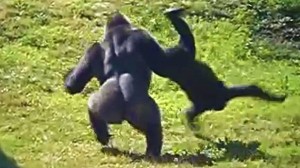 Create meme: gorilla vs chimpanzee, gorilla, gorilla vs human fight