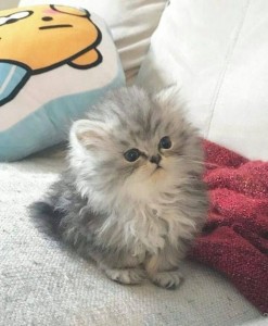 Создать мем: персидский котенок серый, пушистые котята, сибирская персидская шиншилла котенок