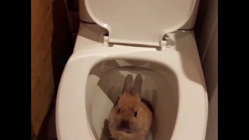 Create meme: the cat in the toilet , The rabbit goes to the tray, a small toilet