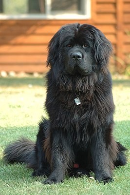 Create meme: Newfoundland , Newfoundland breed, A Newfoundland dog