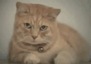 Создать мем: мятный кот, gfycat, crying cat