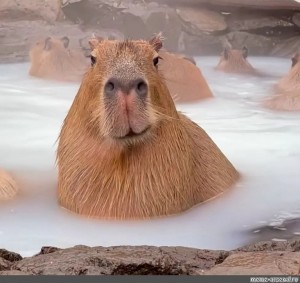Create meme: the largest rodent is the capybara, a pet capybara, the capybara