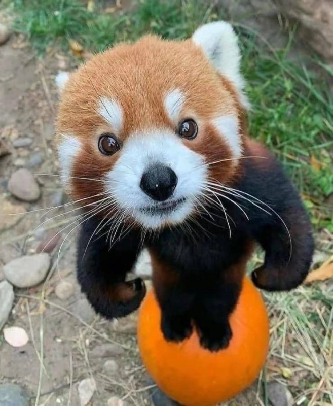 Create meme: animal red panda, the red panda is small, red Chinese panda