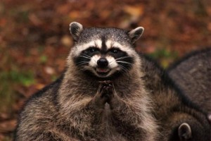 Create meme: enotik, evil raccoon a gargle, evil raccoon