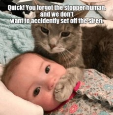 Create meme: cats, funny cats, picture cats say shut up already nasrat was