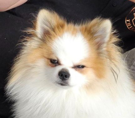 Create meme: german pomeranian, Spitz , breed Spitz