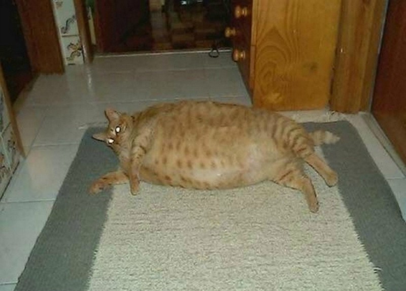 Создать мем: жирный кот, жирная кошка, самая толстая кошка