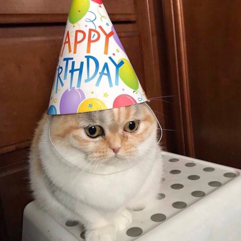 Создать мем: кот, у меня день рождения, с днем рождения кот
