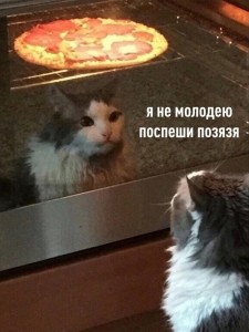 Create meme: cat, the cat and the pizza meme